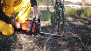 Why Choose Our Tree Removal Services in Lead, SD?