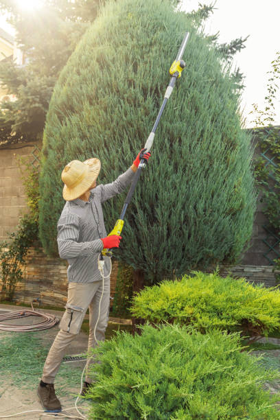 Best Tree and Shrub Care  in Lead, SD